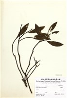 藏品(山胡椒)的圖片